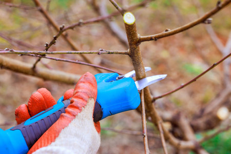 Hand gardener clips small branch with pruning shears while working in an orchard during early...