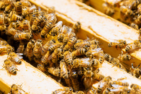 Bees work together on wooden frames inside beehive collecting nectar pollen in early summer.