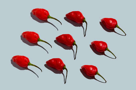 Chili pepper isolated on a color background. Fresh pepper