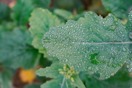 Mist water on tree leaves in winter morningの写真素材