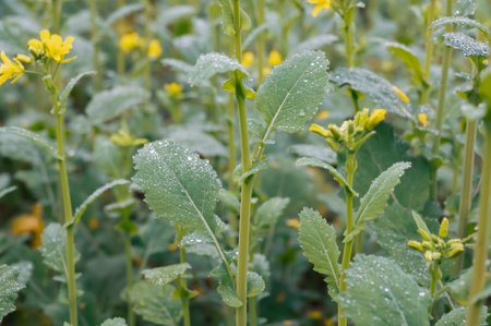 Water droplets on the leaves of mustard (Rapeseed)の写真素材