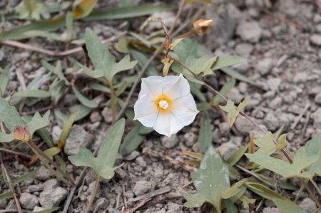 Ipomoea pes-caprae, Ground bindweed