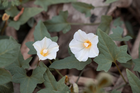 Ipomoea pes-caprae,white flowerの写真素材