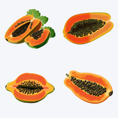 Papaya fruit vector illustration. Realistic papaya fruit with seeds.のイラスト素材