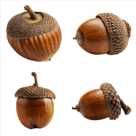 Set of acorns isolated on white background. 3d illustration.のイラスト素材