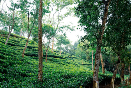 Tea plantation in the morning. Tea plantations in Sylhet, Bangladeshの写真素材