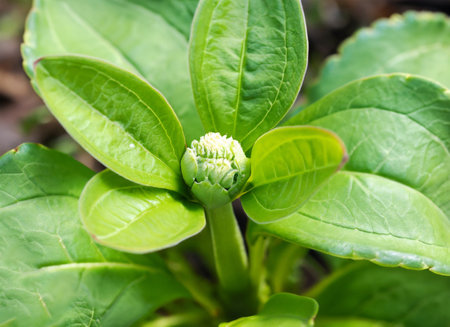 Close up of a green plant with buds and leaves in the gardenの素材