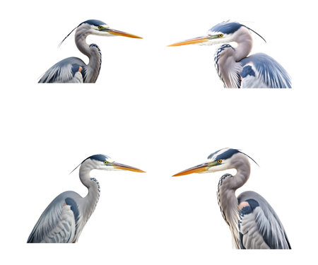 Set of gray heron isolated on white background. Vector illustration.の素材