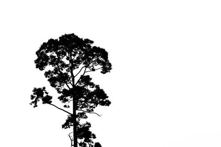 silhouette of a treeの写真素材
