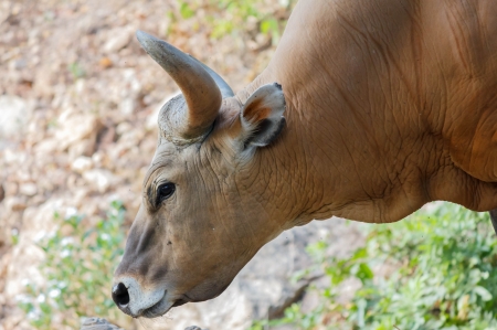 Bull or Bantengの写真素材