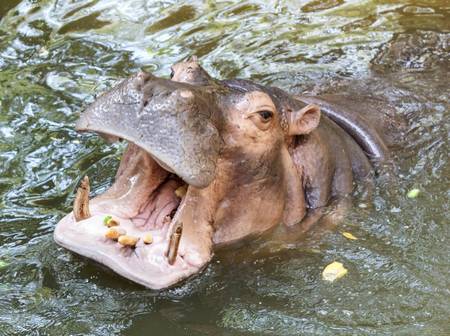 Hippopotamus  waiting for food showing huge jaw and teeth 