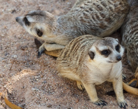 Meerkats familyの写真素材