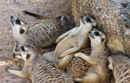 Meerkats family lookingの写真素材