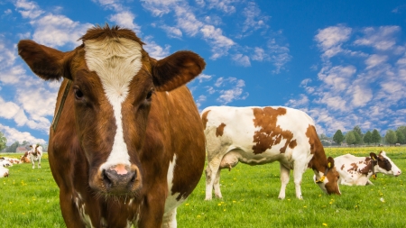 Cows grazing on a grassland under a blue sky