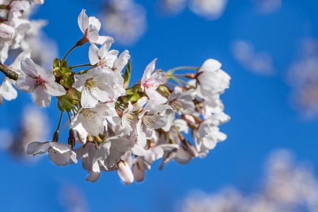 Blossom of amelanchier in front of a blue skyの写真素材