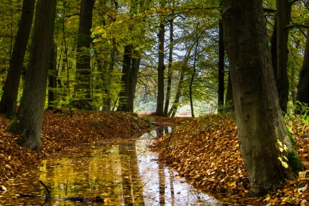 Fall in the forestの写真素材