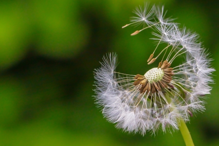 Dandelion seeds blowing in the windの写真素材