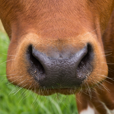 Nose of a brown cowの写真素材