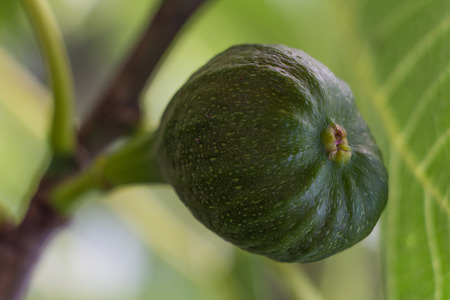 Almost ripe fig hanging on a treeの写真素材