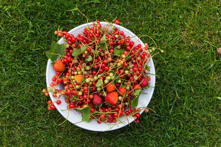 Bowl with fress red fruit form the vegetable garden