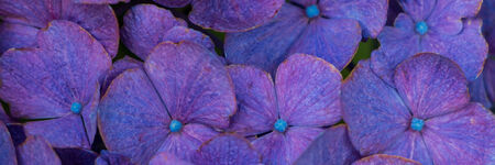 Panorama banner with blue hortensia flower の写真素材
