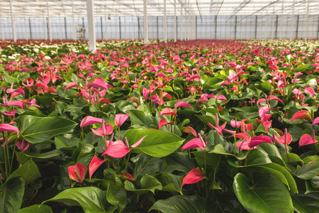 Anthurium nursery in a greenhouseの写真素材