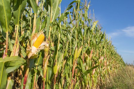 Cornfield with yellow ripe corn