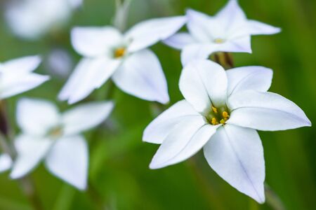 White flower Ipheion uniflorumの写真素材