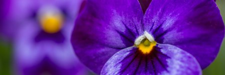 Purple viola panoramaの写真素材