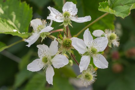 Blooming blackberriesの写真素材