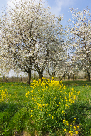 Fruit orchard with blooming cherry treesの写真素材