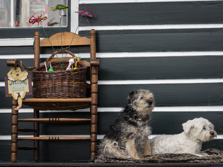 Welcome from a pair of cute maltese dogsの写真素材