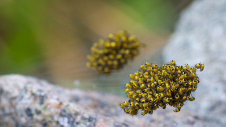 A bunch of baby spidersの写真素材