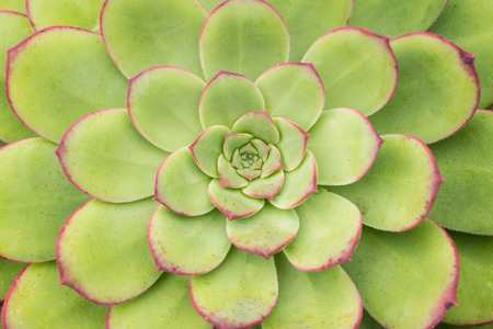 Macro of a sempervivum plantの写真素材