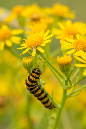 Caterpillar of Tyria jacobaeaeの写真素材