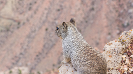 Squirrel on the lookout at the Grand Canyonの写真素材