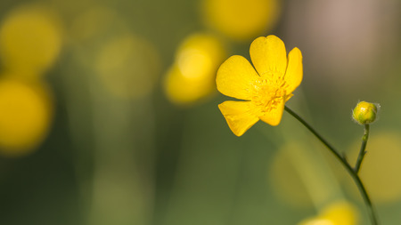Buttercups flower macro on a green grass background