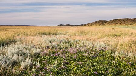 Nature park the Slufter on the wadden island Texel in the Netherlandsの写真素材