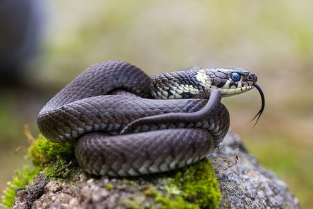 Natrix natrix snakeの写真素材