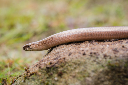 Anguis fragilisの写真素材