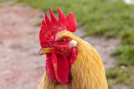 Close-up of a biological rooster in the fieldの写真素材