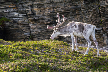 Reindeer of the Sami people along the road in Norwayの写真素材