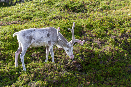 White reindeer of the Sami people along the road in Norwayの写真素材