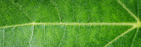 Green leaf bannerの写真素材