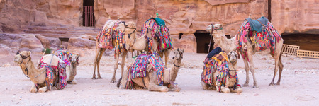 Group of camels in ancient city of Petra in Jordanの写真素材