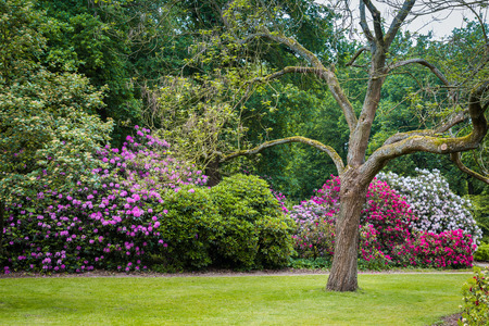 Rhododendron Flowers in public parkの写真素材
