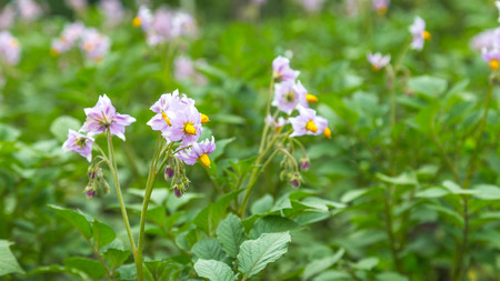Purple Potato flowers on a fieldの写真素材