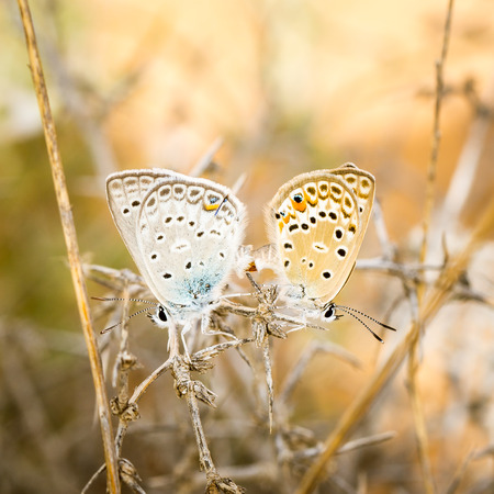 Two mating blue butterflies in Dana National Reserve in Jordanの写真素材