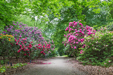 Rhododendron Flowers in public parkの写真素材