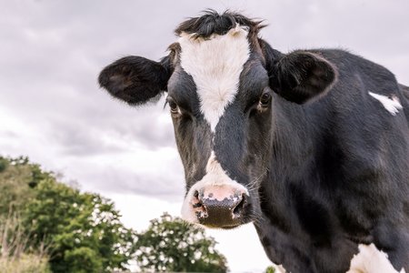 Dutch black and white cowの写真素材